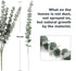 18" Artificial Eucalyptus Stems, Faux Greenery for Coffee Table Decor Farmhouse Home Decor Wedding Decor and Wreath Making Fake Plants Leaves for Hobo Room Decor(Dark Green,24 Stems)
