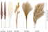 84Pcs Natural Pampas Grass, Beige Fluffy Dried Pampas Grass for Boho Home Decor, Reed Grass, Bunny Tails Dried Flowers, 17 inch Pompous Grass Bouquet for Vase Wedding Decoration and Home Arrangement