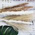 60 Pcs | 15 Pcs White Pampas & 15 Pcs Brown Pampas & 30 Pcs Reed Grass/Natural Dried Pampas Grass for Flower Arrangements Home Decor