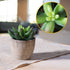 OUNONA 3pcs Faux Succulents/Artificial Cactus/Simulation Cacti Potted Plants Home Bonsai Decor Garden Greenery