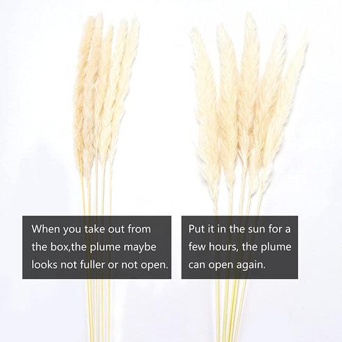 Natural Dried Pampas Grass Boho Home Decor, 65Pcs 17Inch Dried Flower Bouquet Decorative Pampas Grass for Vase Filler, Flower Arrangements, Wedding Office Decor Fluffy and Soft