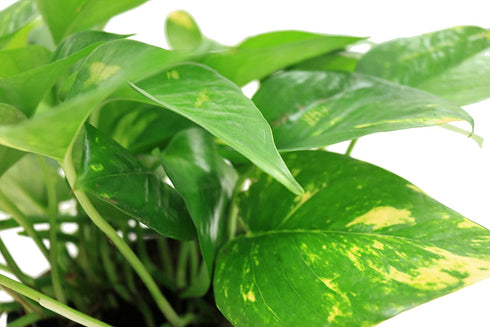 Costa Farms Easy Care Devil's Ivy Golden Pothos Live Indoor Plant 10-Inches Tall, Grower's Pot