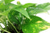 Costa Farms Easy Care Devil's Ivy Golden Pothos Live Indoor Plant 10-Inches Tall, Grower's Pot