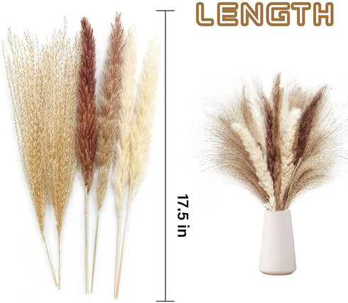 60 Pcs Dried Pampas Grass Decor - Pompass Grass Branches/ Dried Pompous Grass for Flower Arrangements Wedding Home Decor( 15 Pcs Brown Pampas Grass& 15 Pcs White Pampas Grass &30 Pcs Reed Grass)