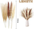 60 Pcs Dried Pampas Grass Decor - Pompass Grass Branches/ Dried Pompous Grass for Flower Arrangements Wedding Home Decor( 15 Pcs Brown Pampas Grass& 15 Pcs White Pampas Grass &30 Pcs Reed Grass)