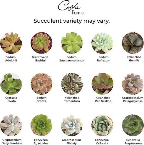 Costa Farms Mini Succulent Fully Rooted Live Indoor Plant, 2.5-Inch Echeveria, in Life Would Succ Ceramic, Great Gift