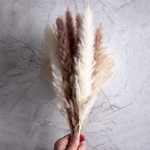 ManYmbyan Natural Dried Pampas Grass 65pcs 15pcs White&15pcs Brown&35pcs Reed Grass Plumes Decor Flower Arrangement and Vase Fillings