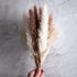 ManYmbyan Natural Dried Pampas Grass 65pcs 15pcs White&15pcs Brown&35pcs Reed Grass Plumes Decor Flower Arrangement and Vase Fillings