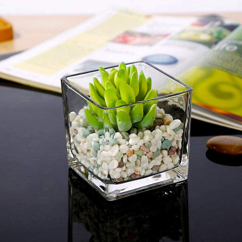 Square Glass Vase Clear Flower Decorative Centerpiece for Home or Wedding, Candle Holder, 5" x 5", Set of 2