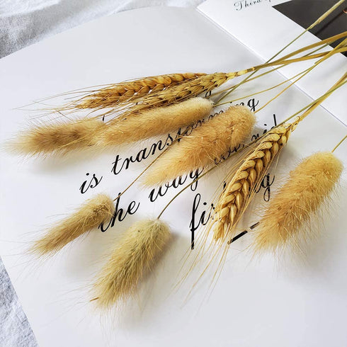 Beau Jour Natural Dried Lagurus ovatus 100 Pcs, Dried Bunny Tails Pampas for Flower Arrangements Wedding Home Decor