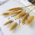 Beau Jour Natural Dried Lagurus ovatus 100 Pcs, Dried Bunny Tails Pampas for Flower Arrangements Wedding Home Decor