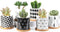 Succulent Pots, ZOUTOG 3 inch Ceramic Mini Succulent Planter Pot, Geometric Pattern Round Small Flower Pots with Drainage and Bamboo Tray, Pack of 6 - Plants Not Included