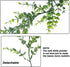 COCOBOO 5 Packs 30ft Faux Eucalyptus Garland, Artificial Vines Eucalyptus, Green Greenery Garlands for Wedding Arch Decor Boxwood Backdrop, Table, Outdoor, 6 Feet Each