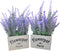 Butterfly Craze Artificial Lavender Plants in White Box Pots (Set of Two) Rustic Home Decor and Beautiful Lifelike Faux Silk Flower Arrangements for Kitchen, Office, Weddings & Beyond - White Boxes