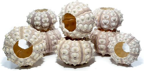 Sea Urchin | 8 Sputnik Sea Urchin Shell | 8 Purple Sputnik Sea Urchin Shells for Craft and Decor | Plus Free Nautical eBook by Joseph Rains