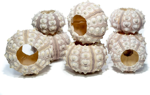 Sea Urchin | 8 Sputnik Sea Urchin Shell | 8 Purple Sputnik Sea Urchin Shells for Craft and Decor | Plus Free Nautical eBook by Joseph Rains