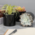 Artificial Succulent Plants Small Fake Plant in Black Pots, Cute and Realistic for Bathroom Decor, Desk Office and Home Decoration Indoor, Pack of 3