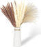 60 Pcs Pampas Grass | 15 Pcs White Pampas & 15 Pcs Brown Pampas & 30 Pcs Reed Grass/Natural Dried Pampas Grass for Flower Arrangements Boho Decor Home Decor