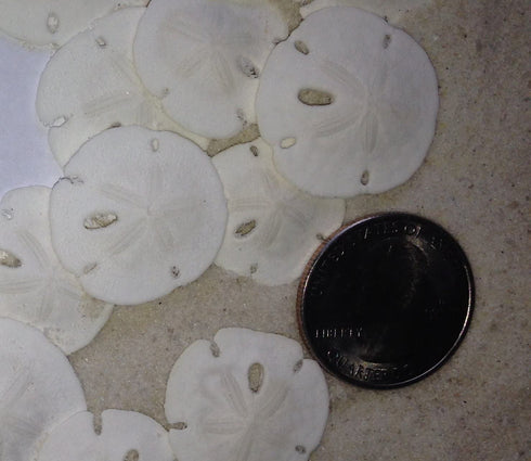 Small Natural White Sand Dollars 50 Pcs- Under 1.25 Inch - Small Sea Shell Perfect for Wedding or Crafts by Tumbler Home