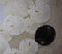 Small Natural White Sand Dollars 50 Pcs- Under 1.25 Inch - Small Sea Shell Perfect for Wedding or Crafts by Tumbler Home
