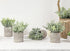 Der Rose 6pcs Small Fake Plants Artificial Potted Plants for Home Office Farmhouse Bathroom Bedroom Decor
