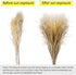 17.72" Dried White Pampas Grass 15 Pcs–•Brown Dried Flower 15 Pcs–•30 Pcs Natural Dried Reed, Natural Home Decor & Ideal for Flower Arrangements, Wedding Plants(60 Pcs)