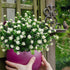 AITISOR Artificial Flowers, Fake Outdoor UV Resistant Plants Faux Plastic Greenery Shrubs Indoor Outside Hanging Planter Home Kitchen Office Wedding, Garden Decor(White)