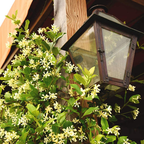 Perfect Plants Confederate Jasmine Live Plant, 1 Gallon, Includes Care Guide