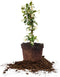 Perfect Plants Confederate Jasmine Live Plant, 1 Gallon, Includes Care Guide