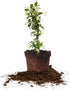 Perfect Plants Confederate Jasmine Live Plant, 1 Gallon, Includes Care Guide