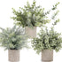 C APPOK Artificial Potted Plants Fake Eucalyptus Plant, Mini Plastic Green Grass with Pot, Faux Rosemary Plants for Home Decor, Indoor, Table Decoration - 3 Pack, Flocking Green