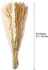 Pampas Grass Dried Pampas for Home Kitchen Decor, 17inch Natural Dried Pampas Grasss Decor Small Fluffy Pampas Bouquet Reed Grass Plant Boho Room Decor for Flower Arrangement (65Pcs)