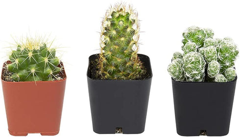 Cactus Plants (Mix of 3), Mammillaria Cactus Plants Live in Cactus Soil, Opuntia Cactus Live Plants, Cacti Plants Live, Cactus D©cor Succulents, Cacti D©cor Drought Tolerant Plants by Plants for Pets