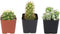 Cactus Plants (Mix of 3), Mammillaria Cactus Plants Live in Cactus Soil, Opuntia Cactus Live Plants, Cacti Plants Live, Cactus D©cor Succulents, Cacti D©cor Drought Tolerant Plants by Plants for Pets