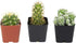 Cactus Plants (Mix of 3), Mammillaria Cactus Plants Live in Cactus Soil, Opuntia Cactus Live Plants, Cacti Plants Live, Cactus D©cor Succulents, Cacti D©cor Drought Tolerant Plants by Plants for Pets