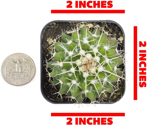 Cactus Plants (Mix of 3), Mammillaria Cactus Plants Live in Cactus Soil, Opuntia Cactus Live Plants, Cacti Plants Live, Cactus D©cor Succulents, Cacti D©cor Drought Tolerant Plants by Plants for Pets