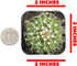 Cactus Plants (Mix of 3), Mammillaria Cactus Plants Live in Cactus Soil, Opuntia Cactus Live Plants, Cacti Plants Live, Cactus D©cor Succulents, Cacti D©cor Drought Tolerant Plants by Plants for Pets