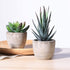 OUNONA 3pcs Faux Succulents/Artificial Cactus/Simulation Cacti Potted Plants Home Bonsai Decor Garden Greenery