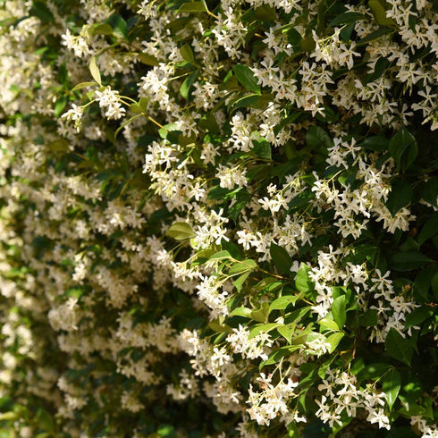 Perfect Plants Confederate Jasmine Live Plant, 1 Gallon, Includes Care Guide