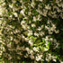 Perfect Plants Confederate Jasmine Live Plant, 1 Gallon, Includes Care Guide
