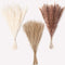 60 Pcs Dried Pampas Grass Decor - Pompass Grass Branches/ Dried Pompous Grass for Flower Arrangements Wedding Home Decor( 15 Pcs Brown Pampas Grass& 15 Pcs White Pampas Grass &30 Pcs Reed Grass)