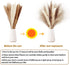 60 Pcs Dried Pampas Grass Decor - Pompass Grass Branches/ Dried Pompous Grass for Flower Arrangements Wedding Home Decor( 15 Pcs Brown Pampas Grass& 15 Pcs White Pampas Grass &30 Pcs Reed Grass)