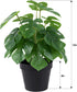 LuckyGreenery Artificial Monstera, Realistic Fake Plants with Pots for Home and Office Decoration, 12in (H) x 5in (W)