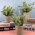 Hasken 3 Pack Mini Potted Artificial Potted Plants Mini Fake Eucalyptus Greenery in Pots for Home Decor Office Desk Shower Room Decoration