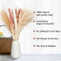 ANKRA 60 Pcs Natural Dried Pampas Grass, 15 Pcs White Pampas & 15 Pcs Brown Pampas & 30 Pcs Reed Grass, 20" Fluffy Pampas Grass Decor, Dried Pampas Grass for Flower Arrangements Home Decor, (ANKRA-01)