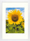 MBC Mat Borad Center 12x16 Picture Frames with Plexiglass for Picture 8.5x11 with Mat or 12x16 without Mat, Wall Mounting Display (White)