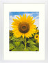MBC Mat Borad Center 12x16 Picture Frames with Plexiglass for Picture 8.5x11 with Mat or 12x16 without Mat, Wall Mounting Display (White)