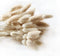 Beau Jour Natural Dried Lagurus ovatus 100 Pcs, Dried Bunny Tails Pampas for Flower Arrangements Wedding Home Decor