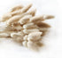 Beau Jour Natural Dried Lagurus ovatus 100 Pcs, Dried Bunny Tails Pampas for Flower Arrangements Wedding Home Decor