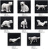 TMORU Arctic Animal Figures, 11 Pcs Realistic Polar Bear Figurines Set, Birthday Cake Toppers Toy Gift for Kids